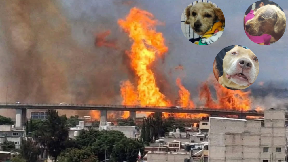 Cereza, Aslan y Tita, perritos rescatados pipa