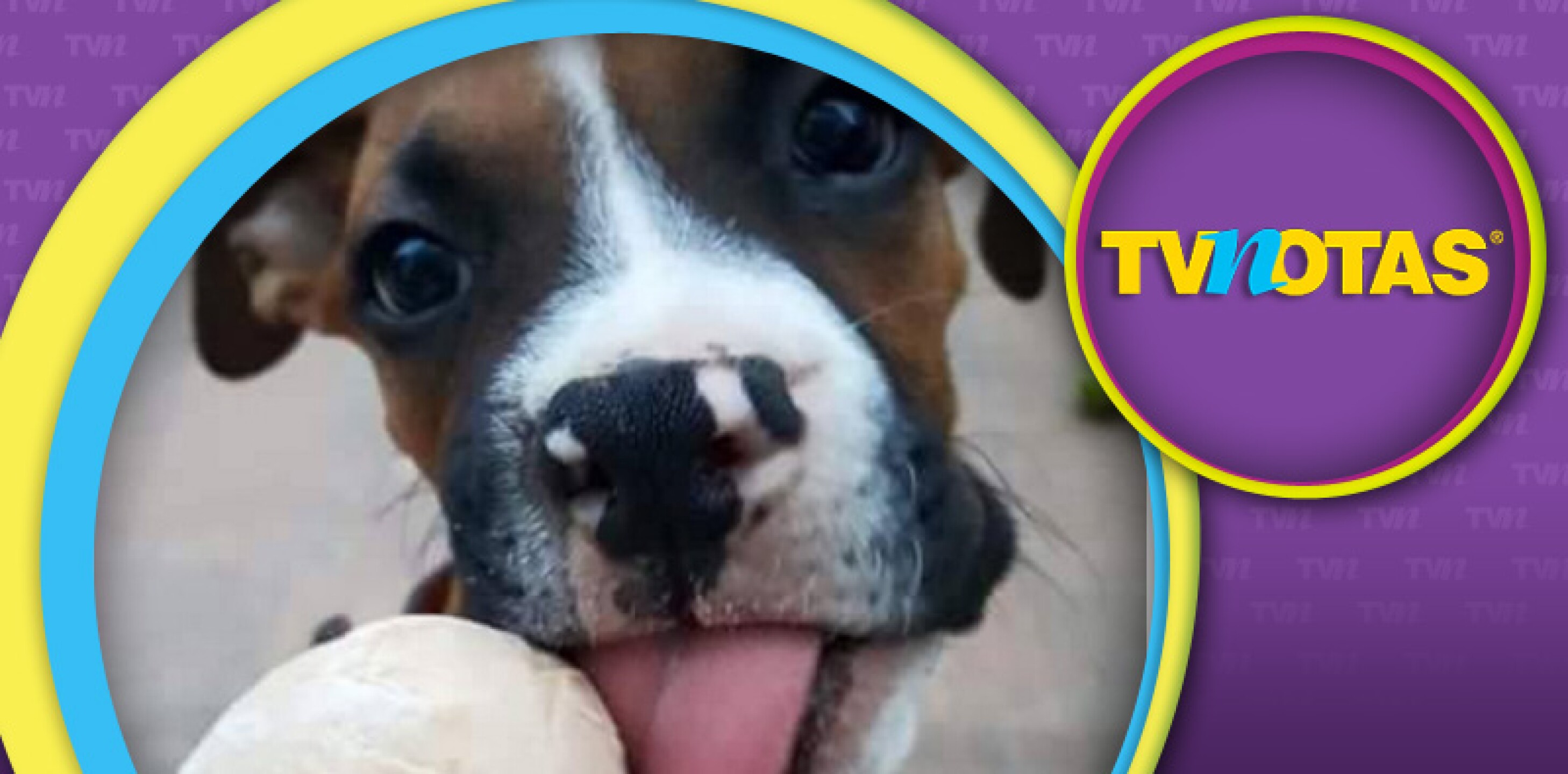 Abren la primera heladería para perros en México