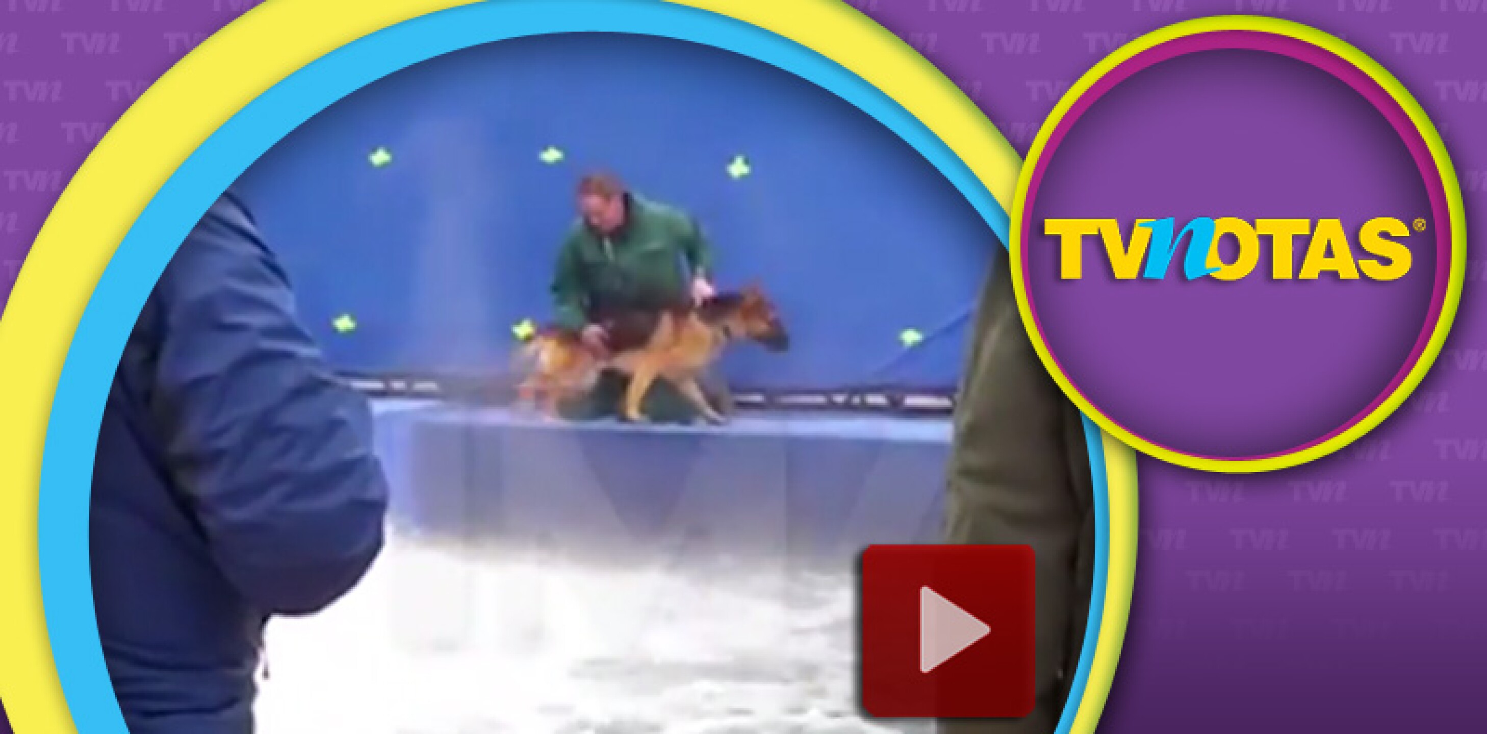 Pastor Alemán maltratado w.