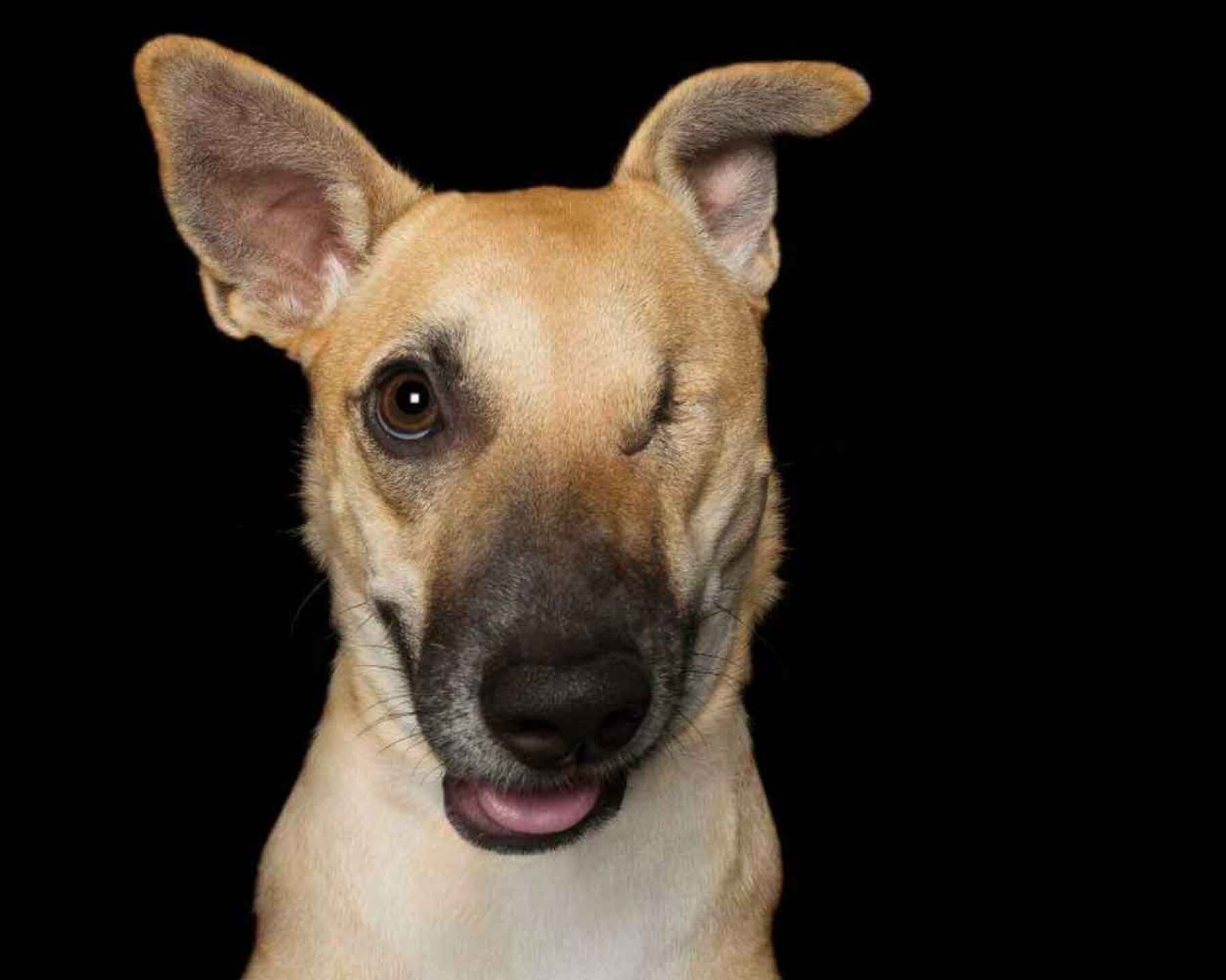 Hay más de 30 mascotas de diferentes partes de Australia.