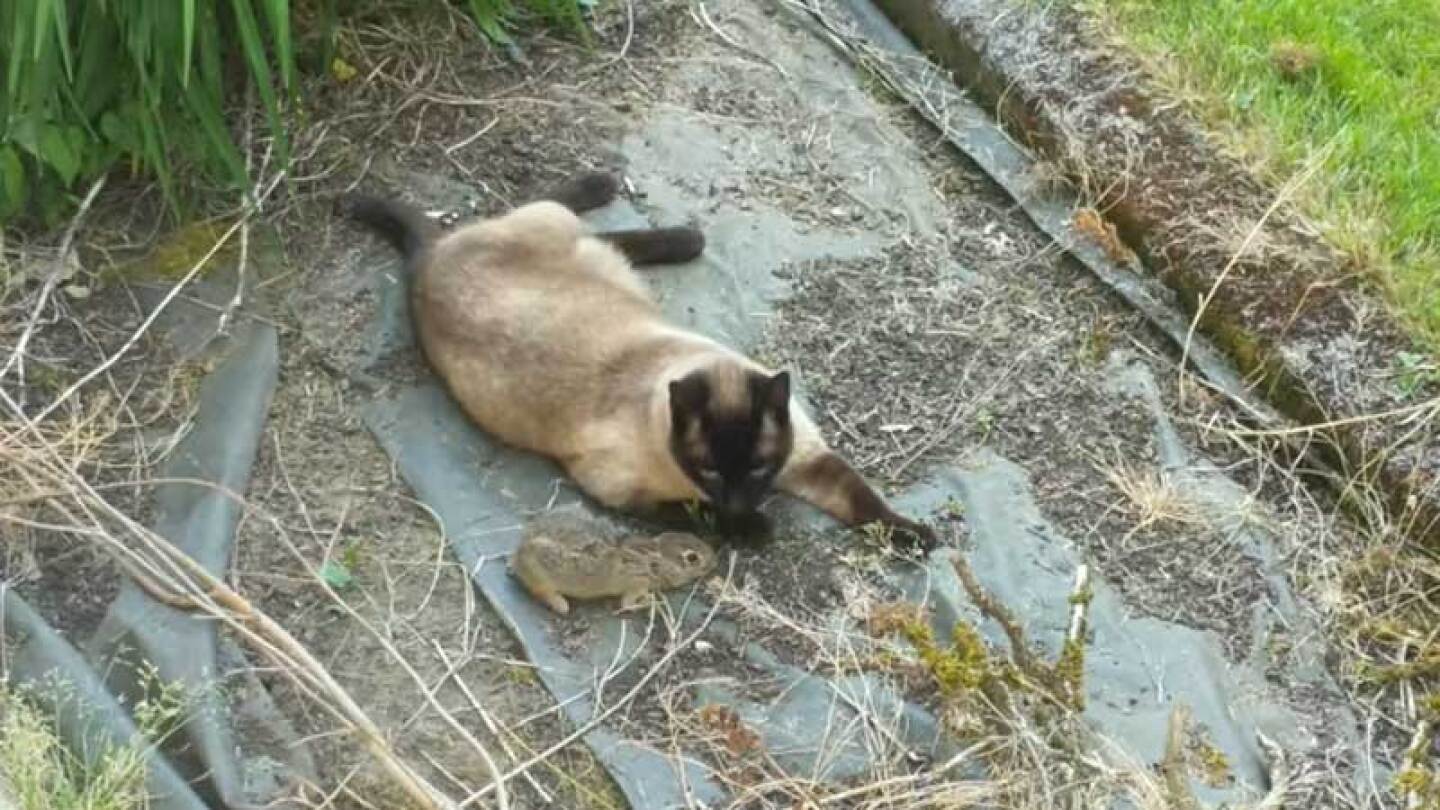 Conejo logra escapar de un gato
