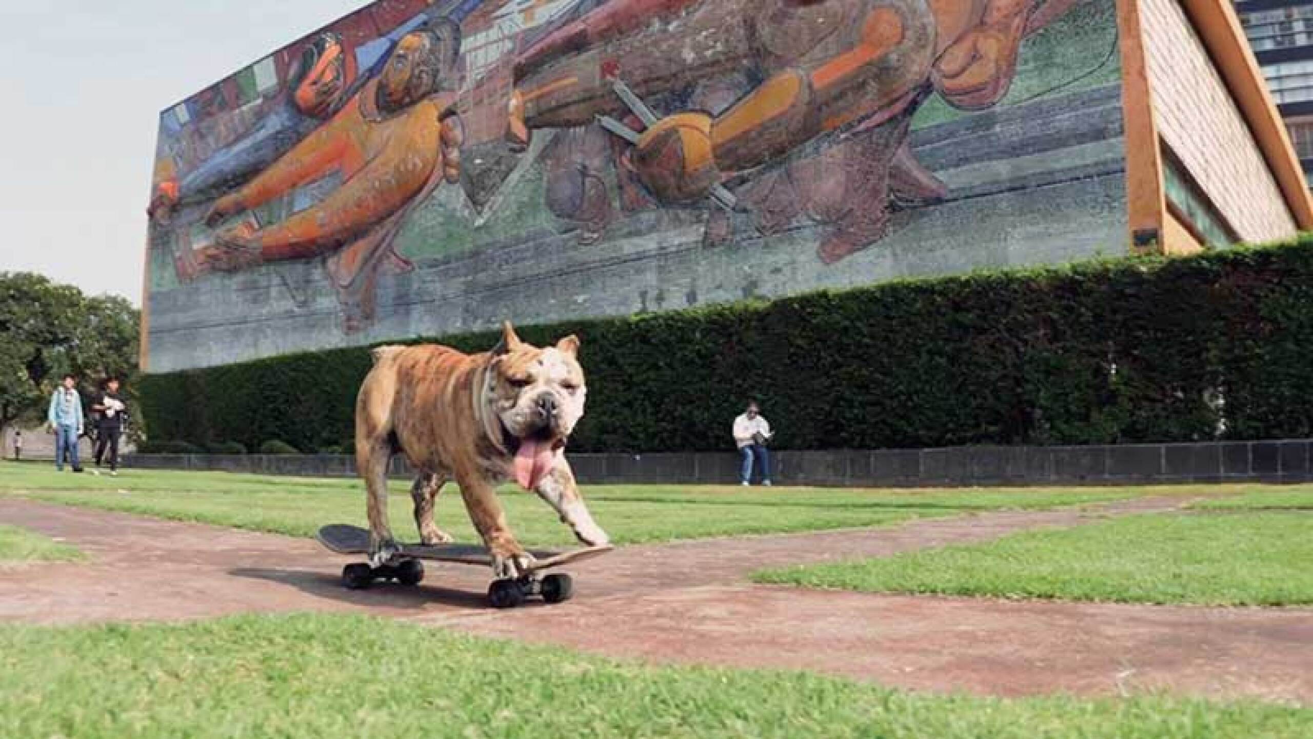 Conoce a Logan, el único bulldog patinador de México.
