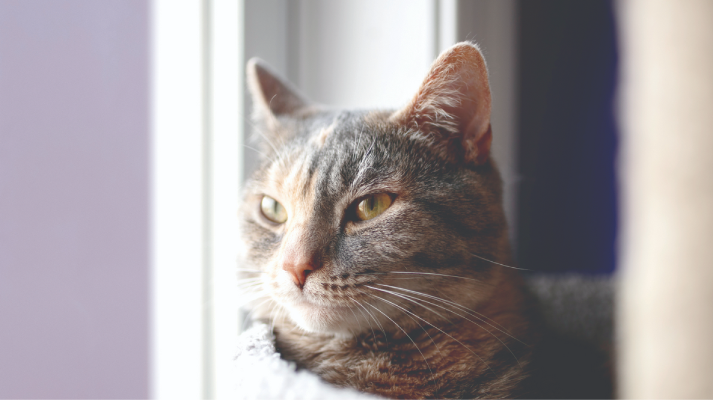 Gatito ligeramente de perfil