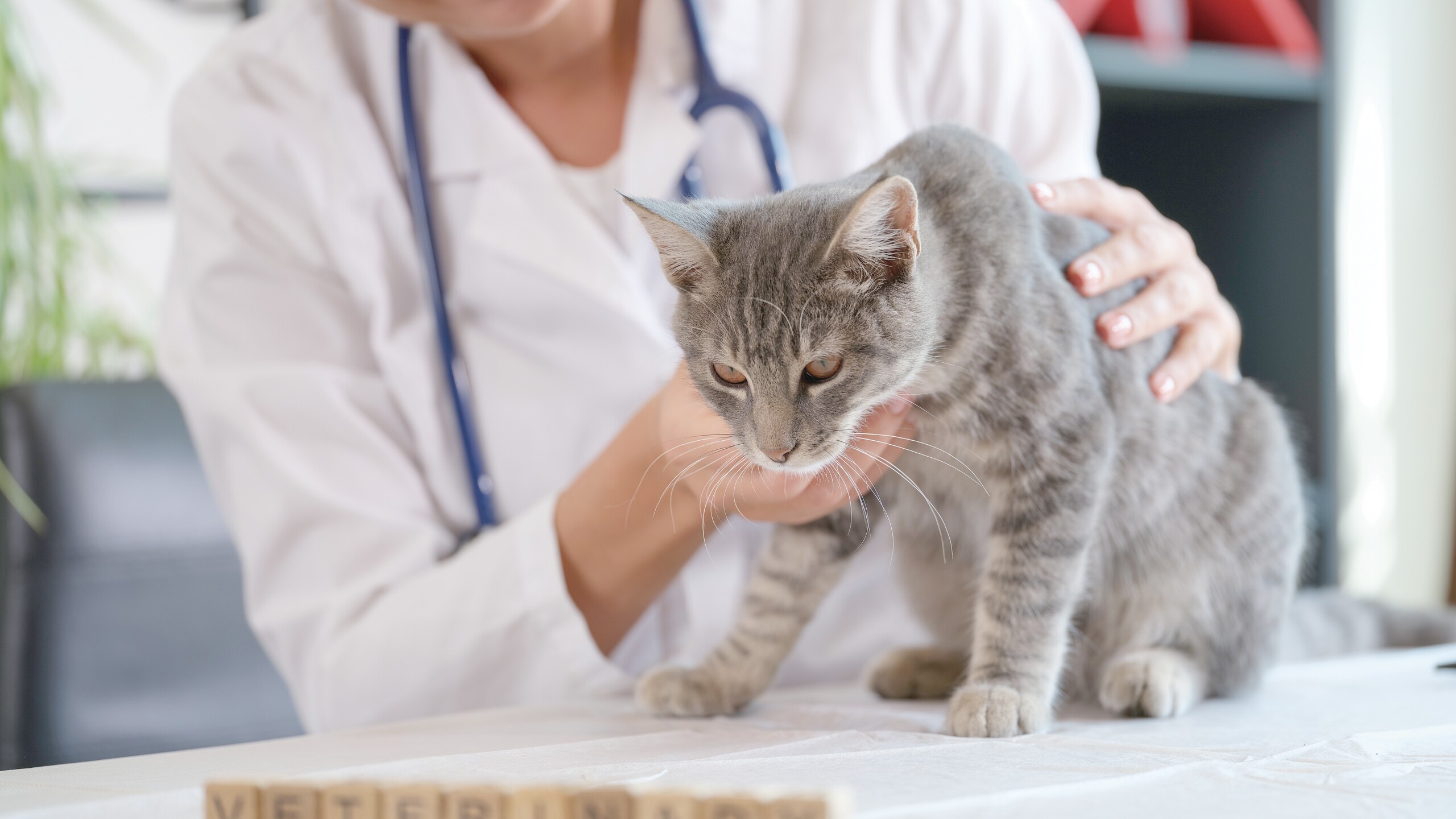 Sida y leucemia gatitos