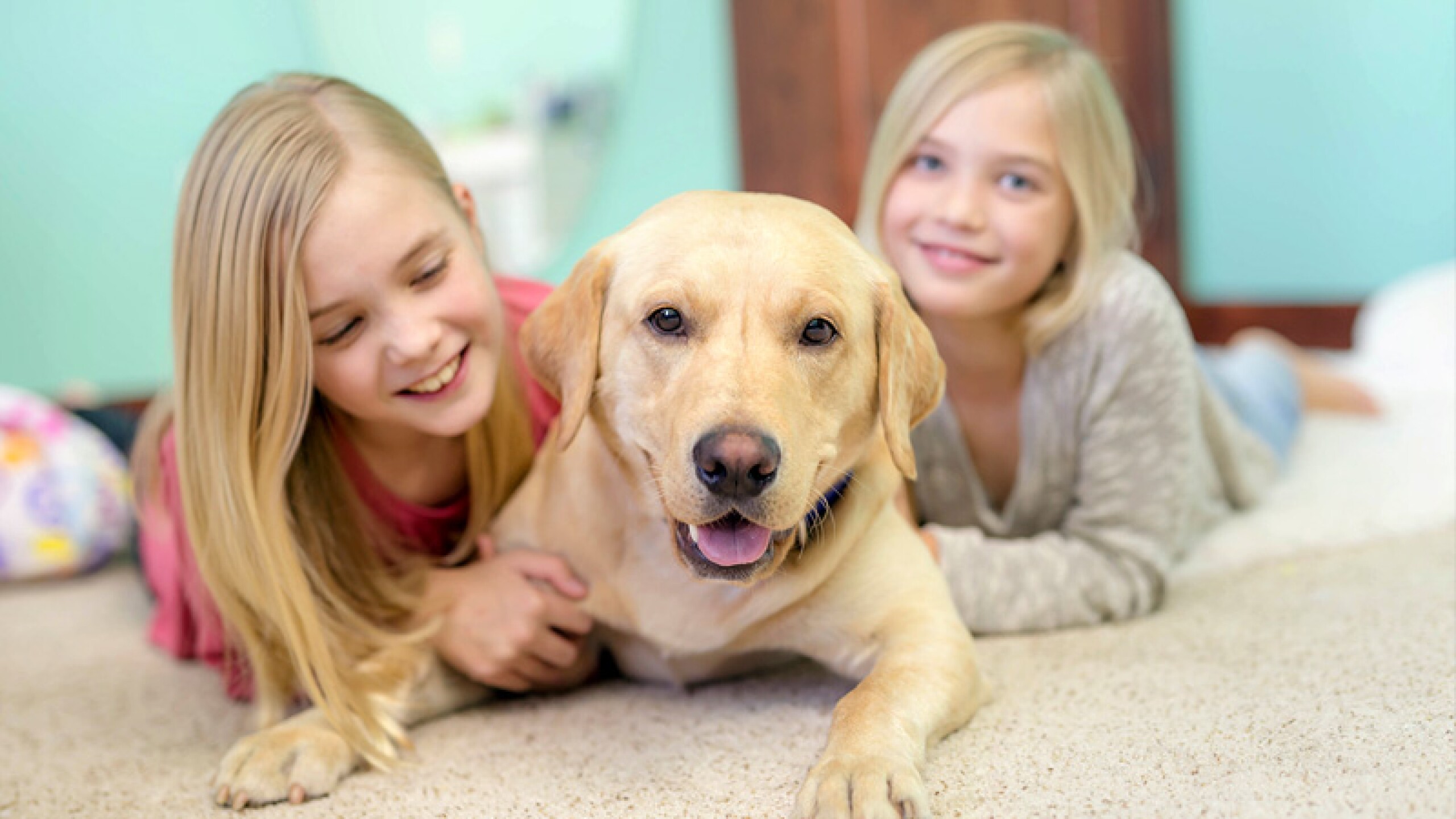 Labrador Retriever