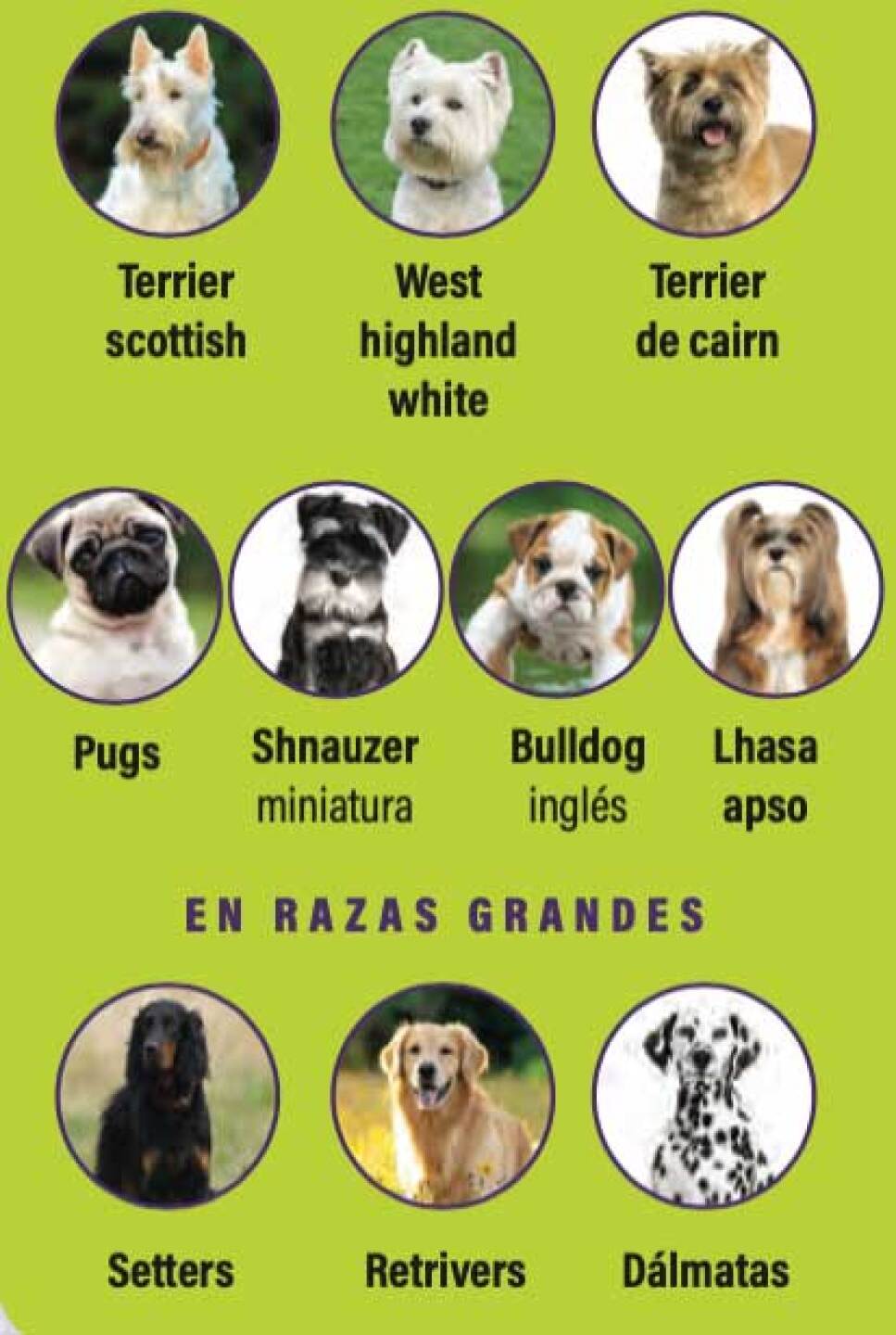 Los perros también tienen alergias