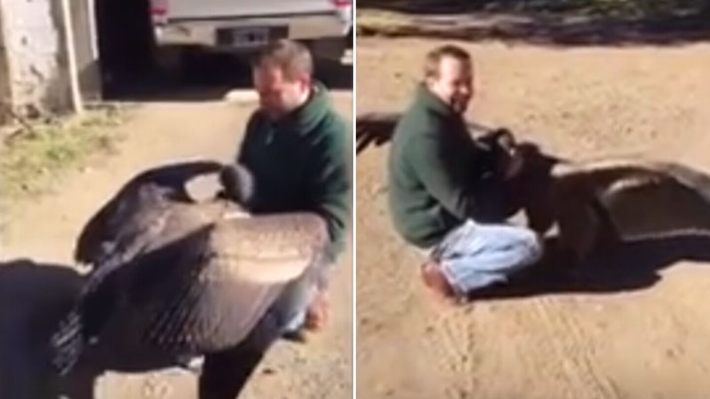 Cóndor y su cuidador n