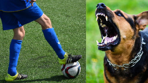 Futbolista atacado por un perro