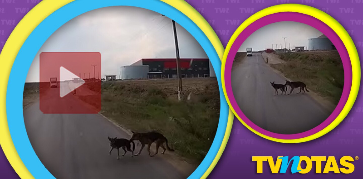 Su proeza ha dejado asombrados a miles de internautas.