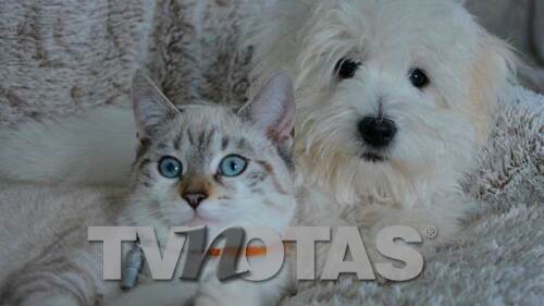 D Peludos perros y gatos agenda de salud