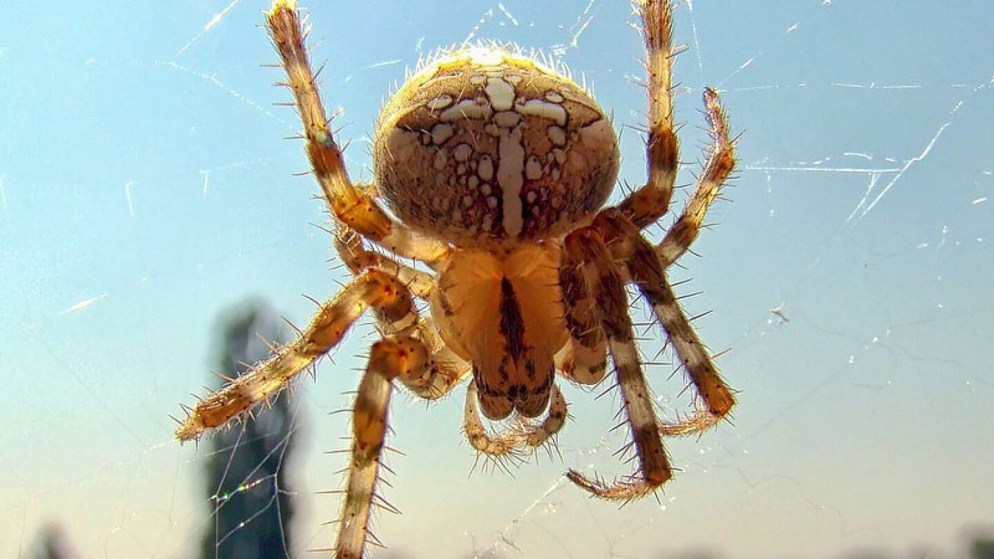 Pica araña a famosa cantante y le deja un agujero en el rostro.
