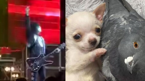 Top viral: Un recuento de lo más visto en la semana