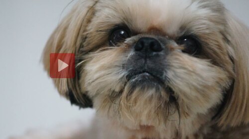 La cámara de seguridad lo grabó haciéndole esto al animalito. *Fuertes imágenes