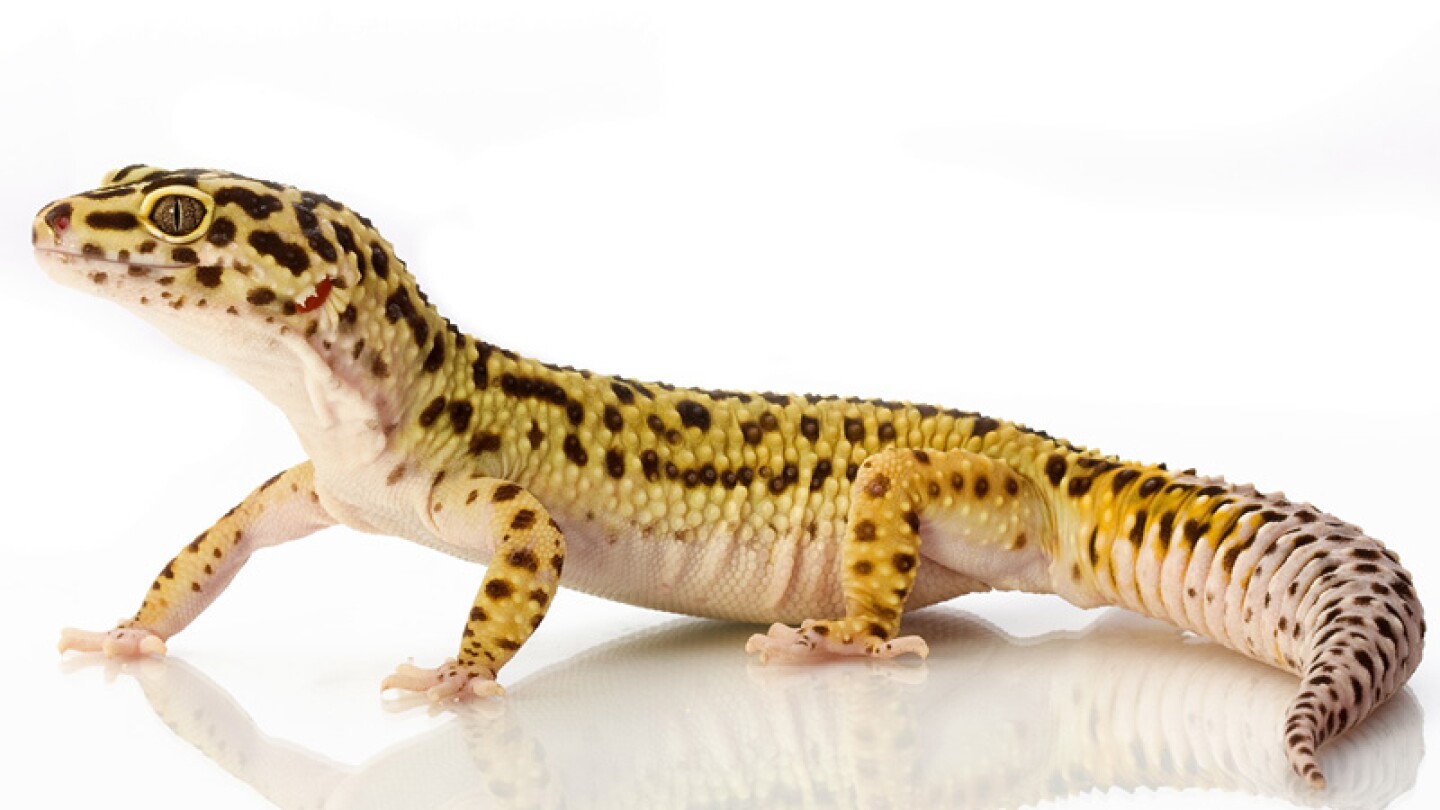 Los 'geckos'