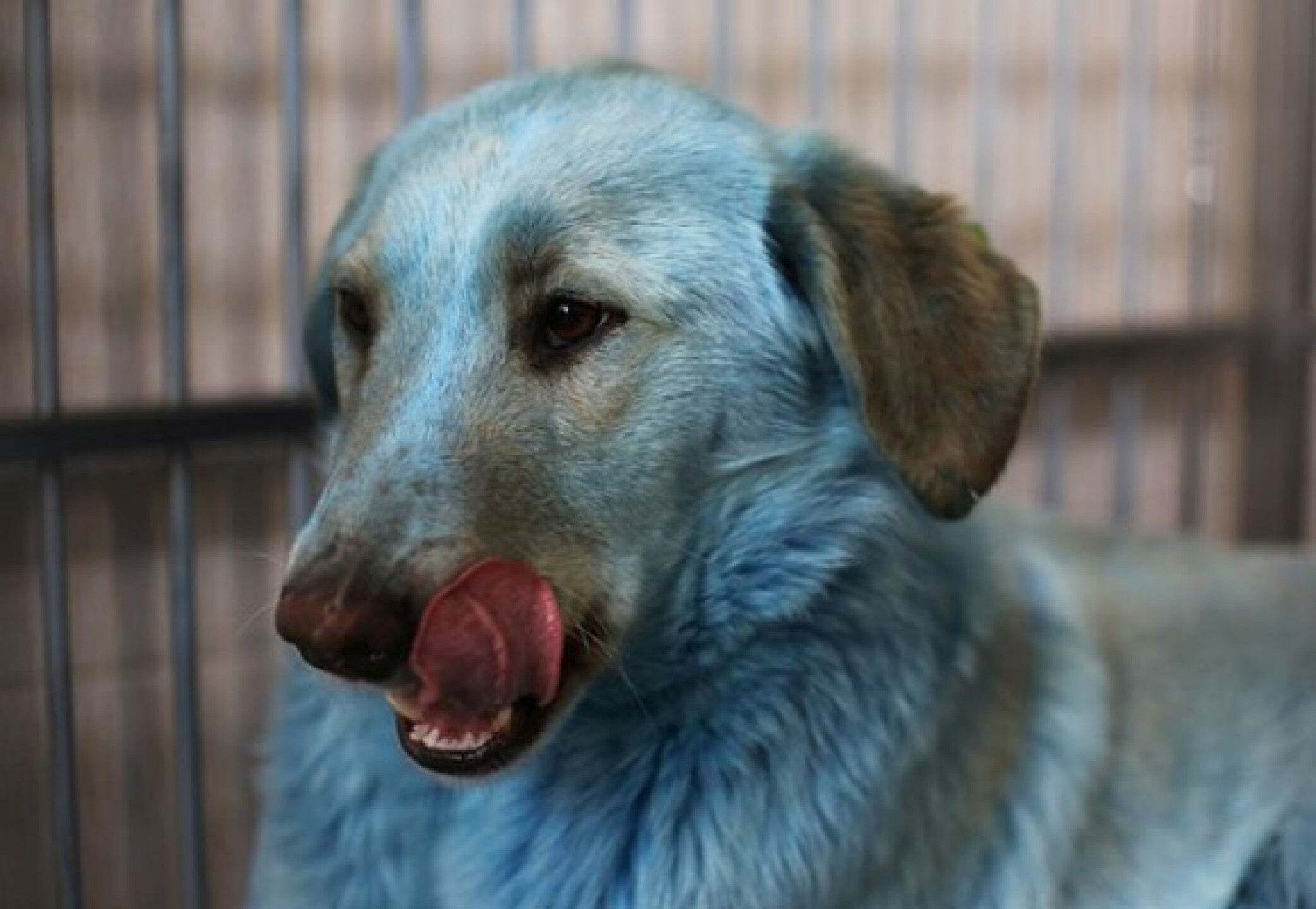 Algunos de los animales no resultaron pigmentados totalmente