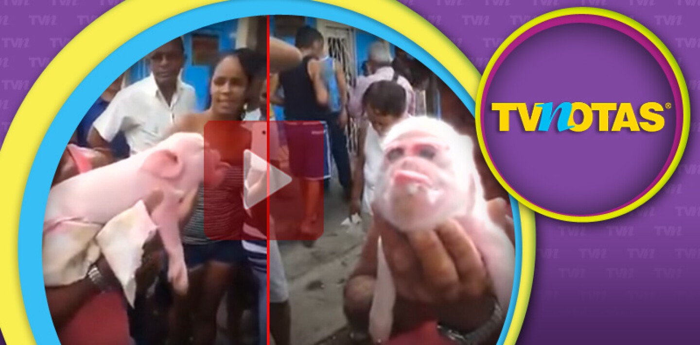 El cerdo con cara de mono es un video viral.
