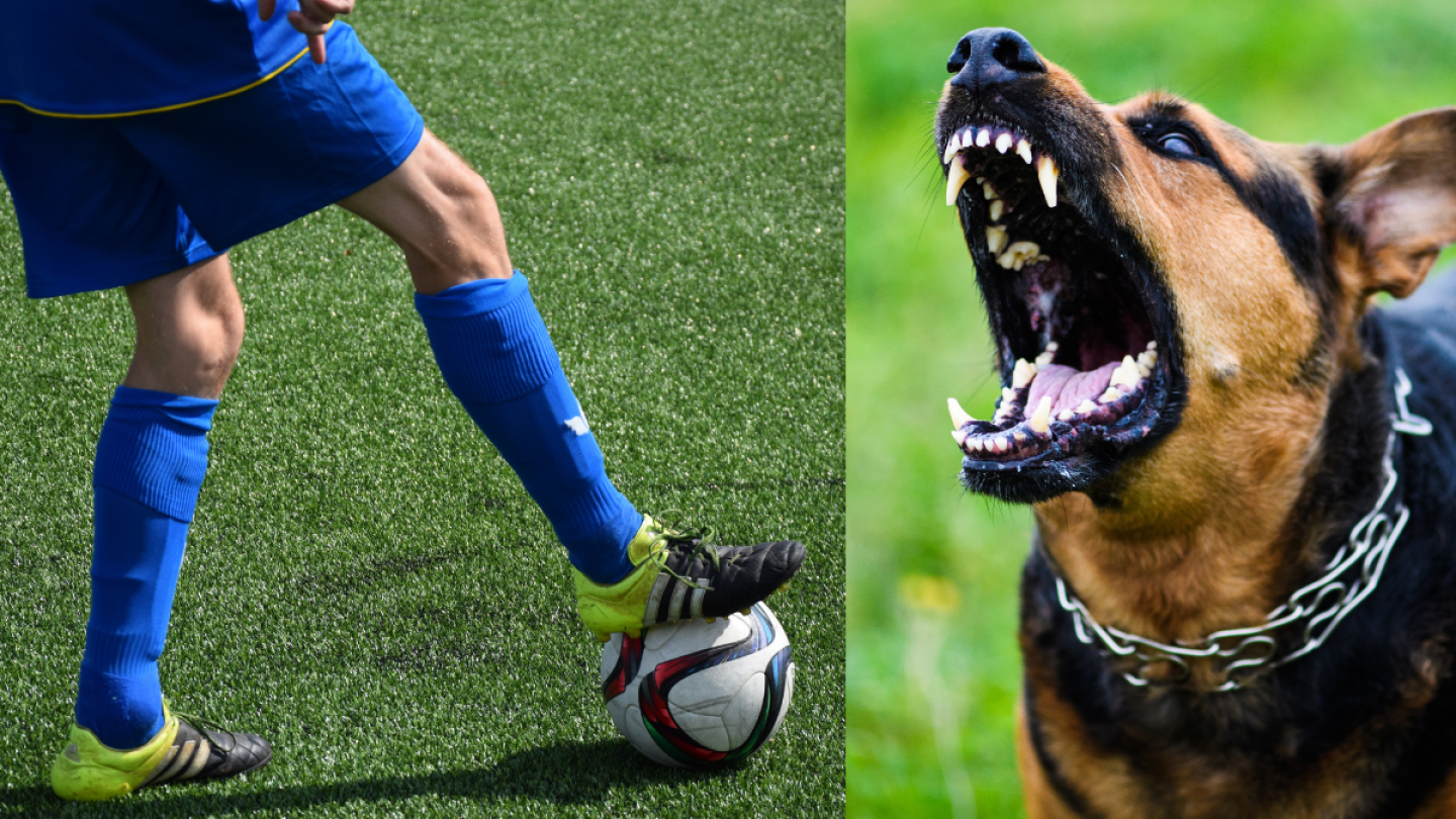 Futbolista atacado por un perro