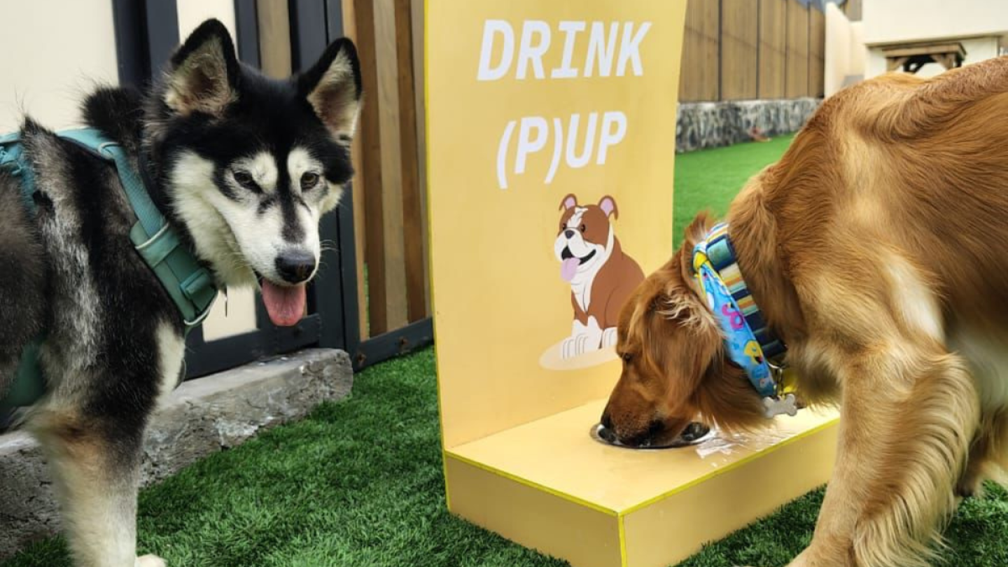 Paw Park