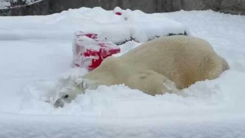 blizzard oso polar zoológico estados unidos nevadas