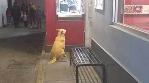 El perrito se ha robado el corazón de internautas.