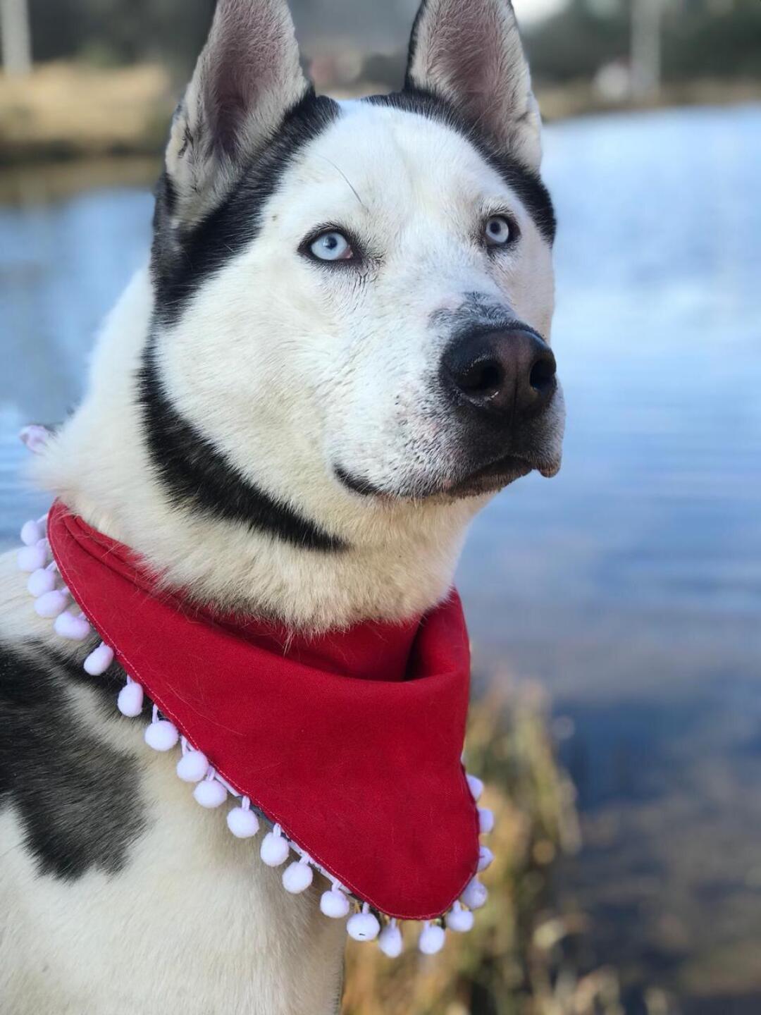 Ferny Graciano, mejor conocida como FernyNator, cose paliacates para perro para en un futuro poner una fundación y rescatar a muchos perritos.