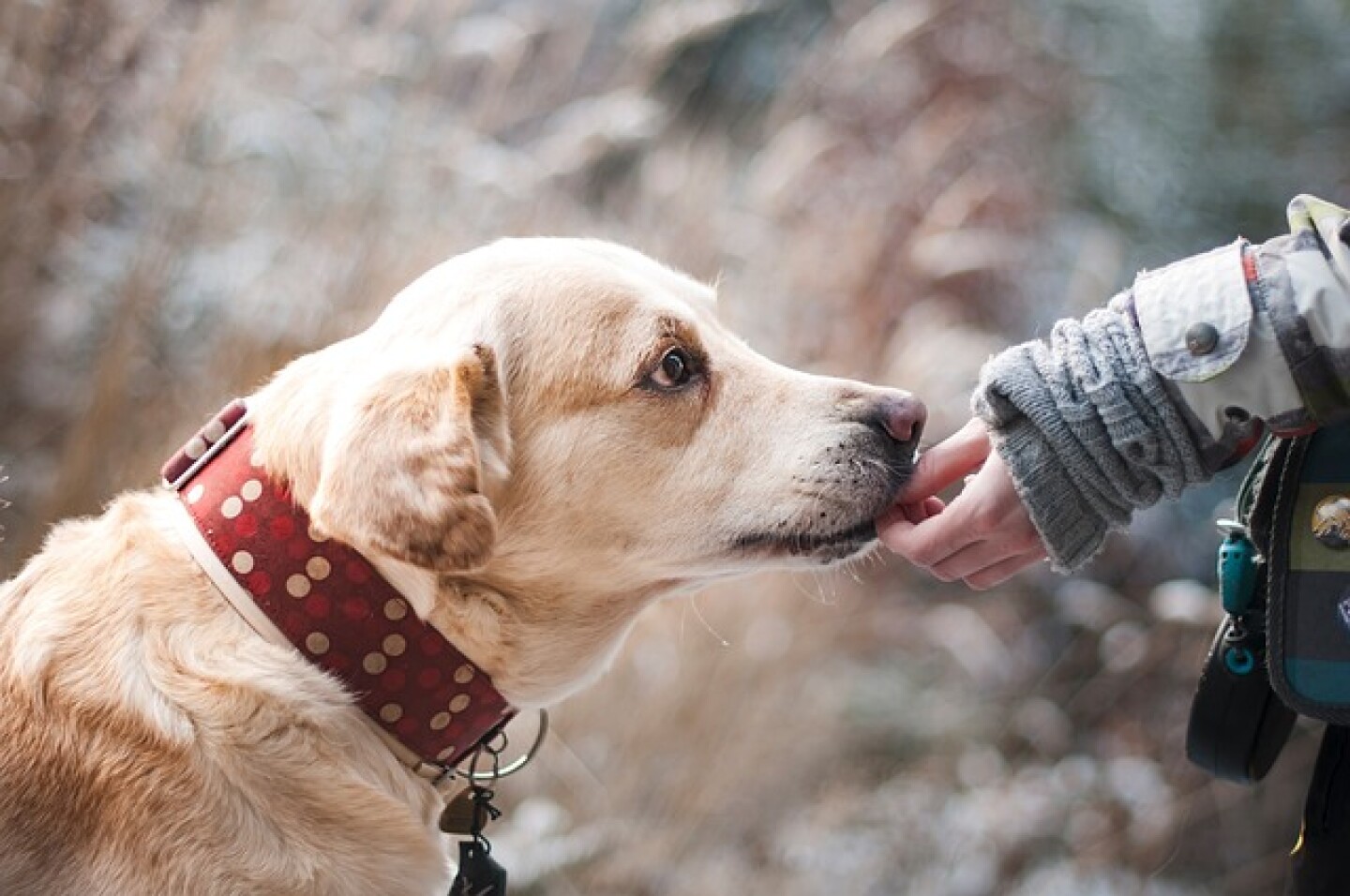 D Peludos perros y gatos agenda de salud