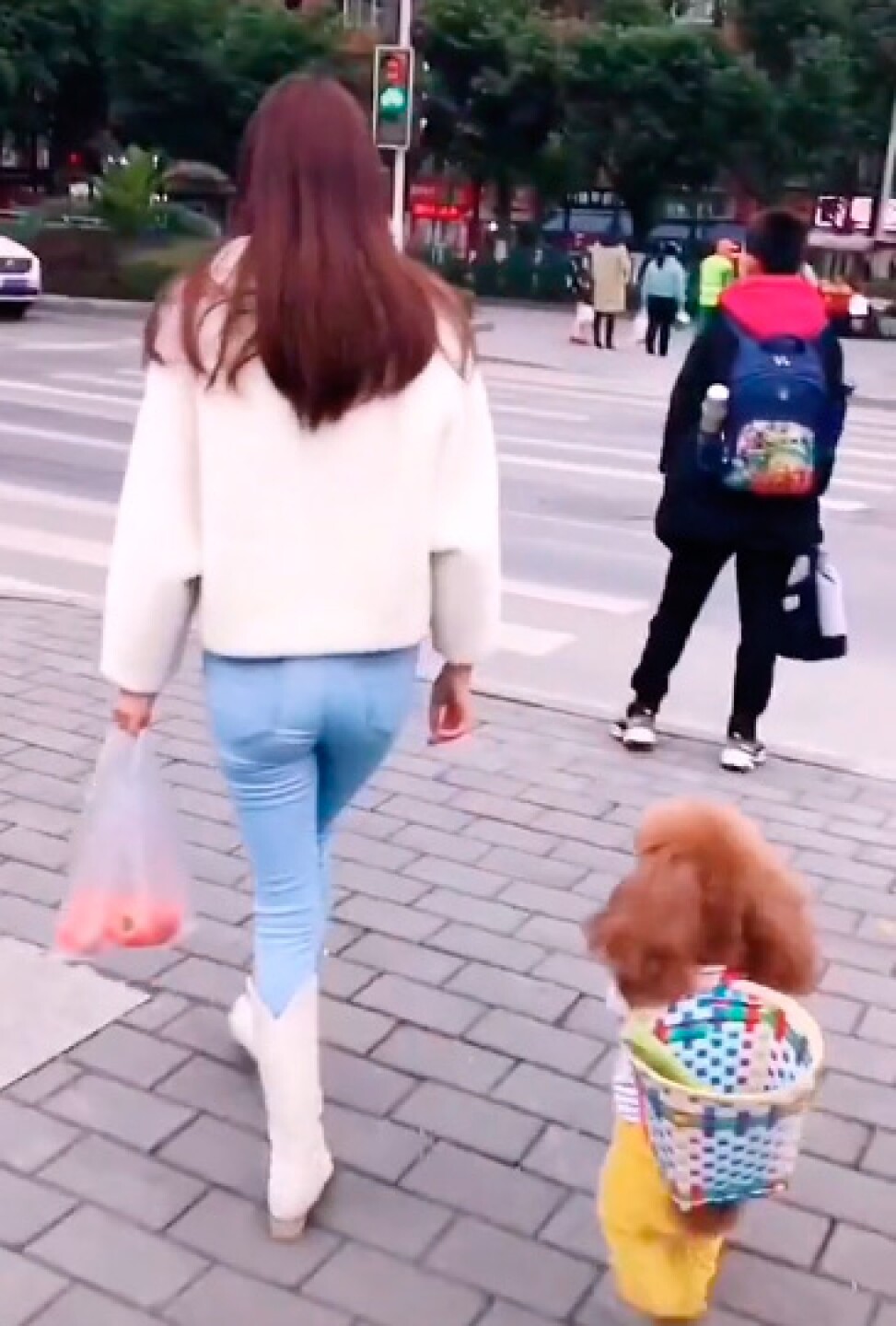 perrito se hace viral en tik tok por caminar como humano