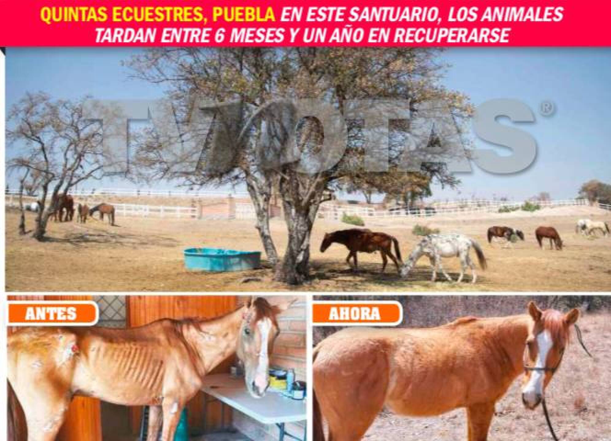 Cuacolandia Puebla santuario