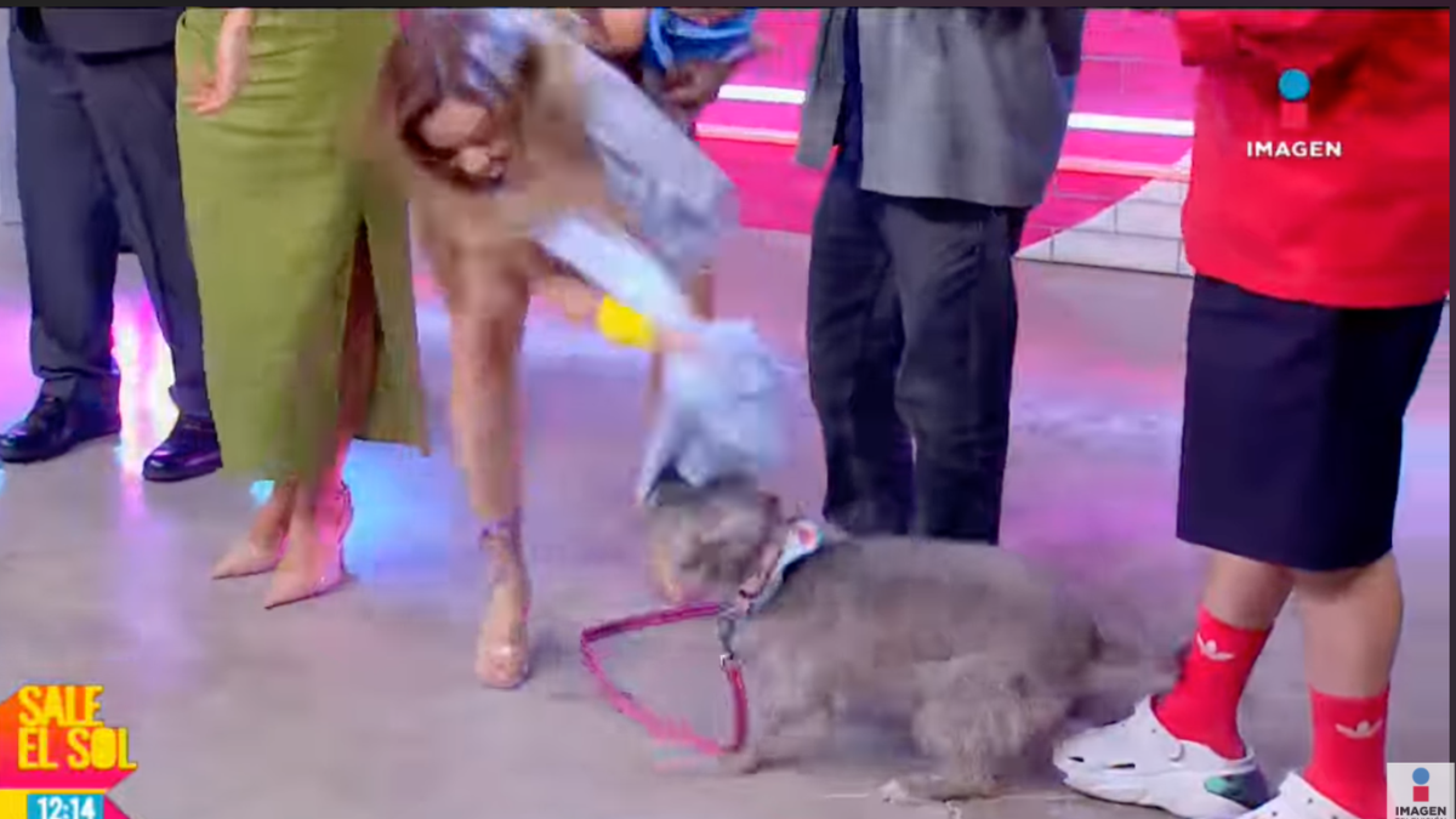 Perro ataca a Gaby