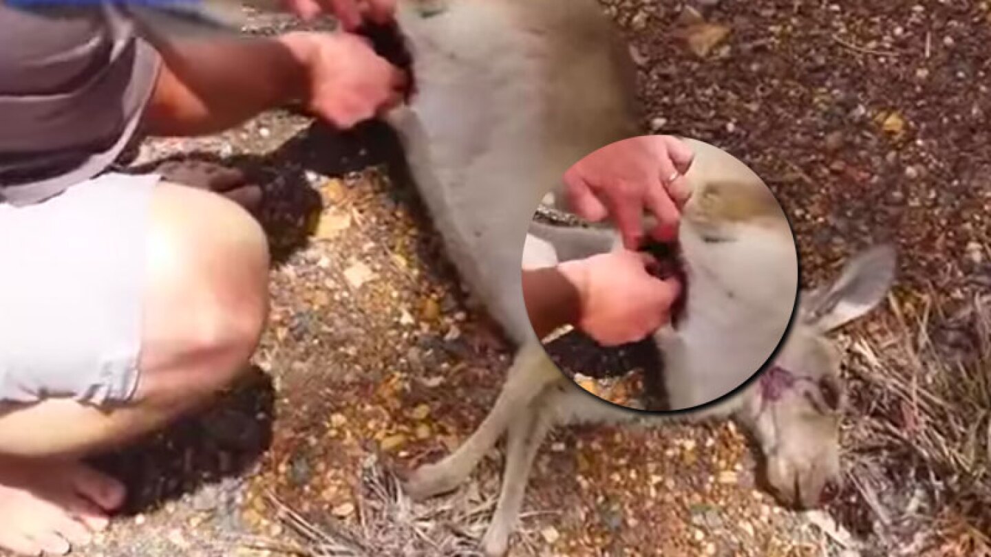 Vieron a un canguro muerto, se acercaron y al revisarlo se llevaron una sorpresa.