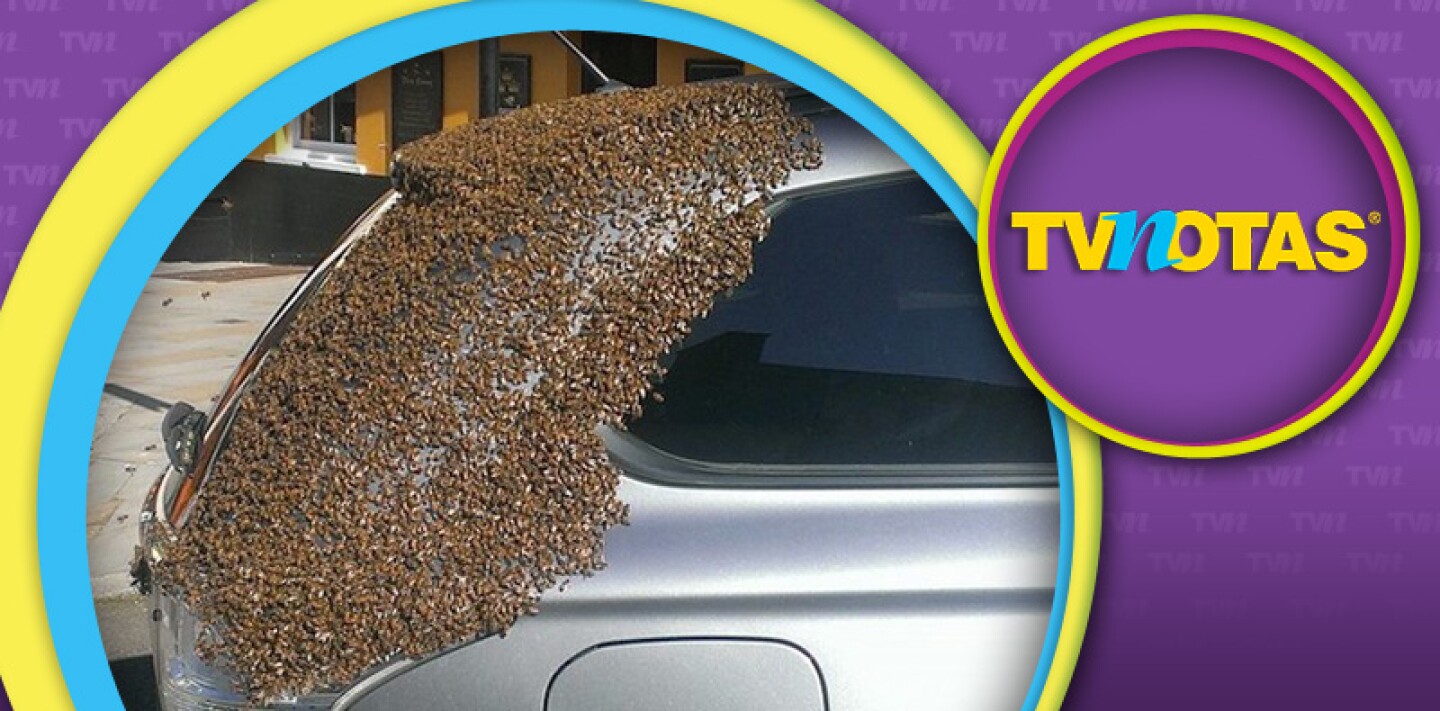 La abejas darían su vida por la reina.