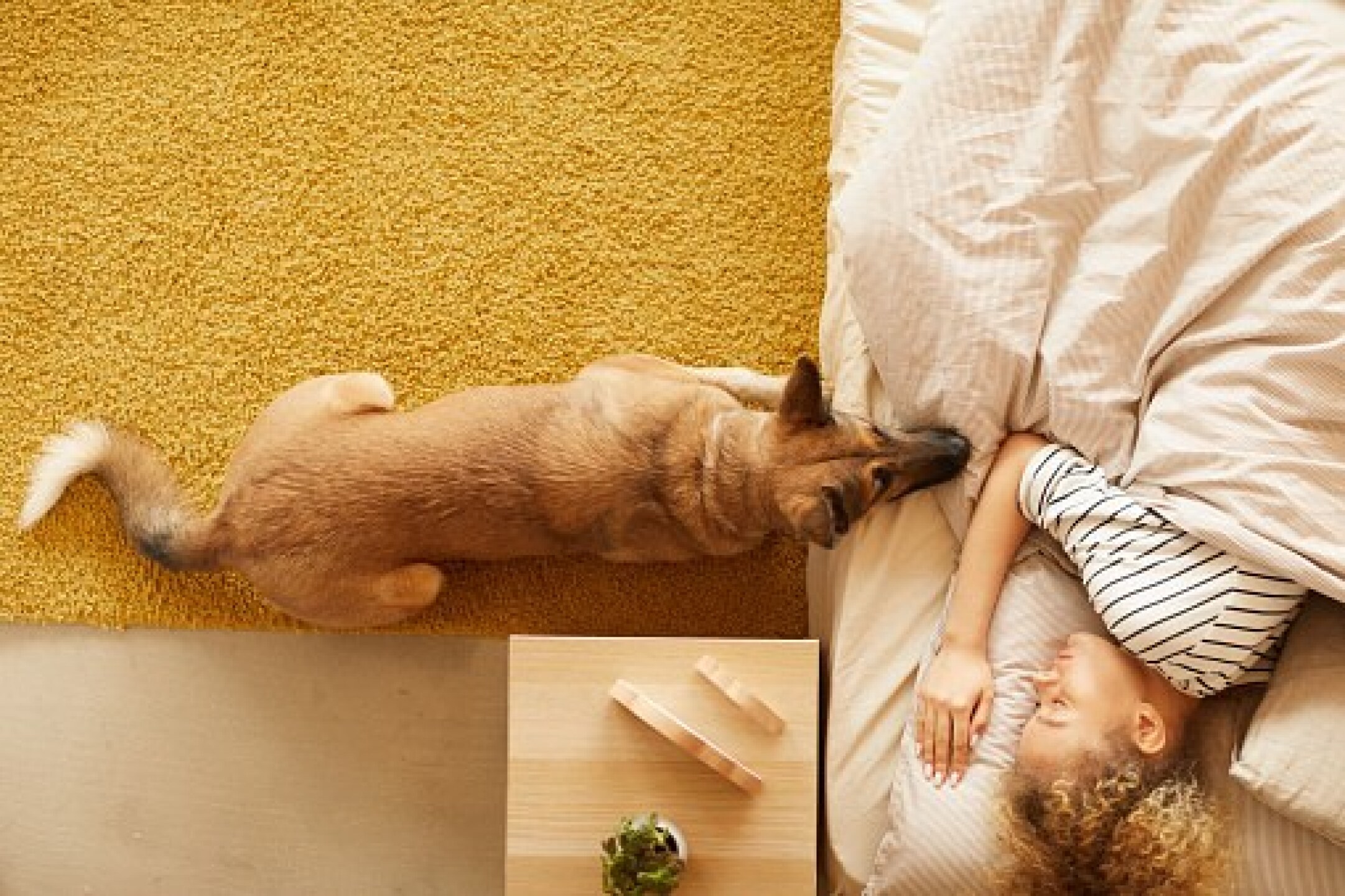 animales mascotas perros y gatos