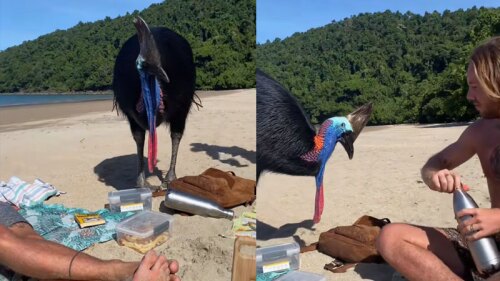 Jóvenes se hacen amigos de un casuario sin saber que era el ave más peligrosa del mundo