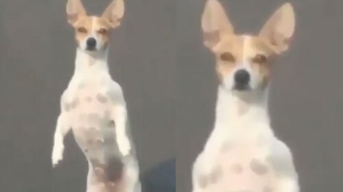 Al perrito no le pareció que lo apresuraran, se detuvo y le lanzó una mirada para que lo dejaran en paz