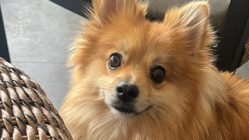 Perro viendo a la cámara