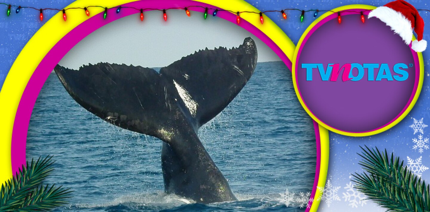 Los barvos balleneros planean exterminar a 4 mil ballenas en los próximos 12 años.