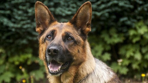 Perros guía podrán detectar coronavirus.