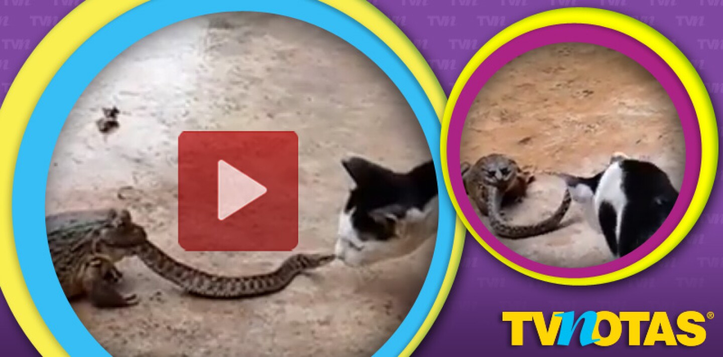 Gato vs serpiente vs sapo = Batalla épica.
