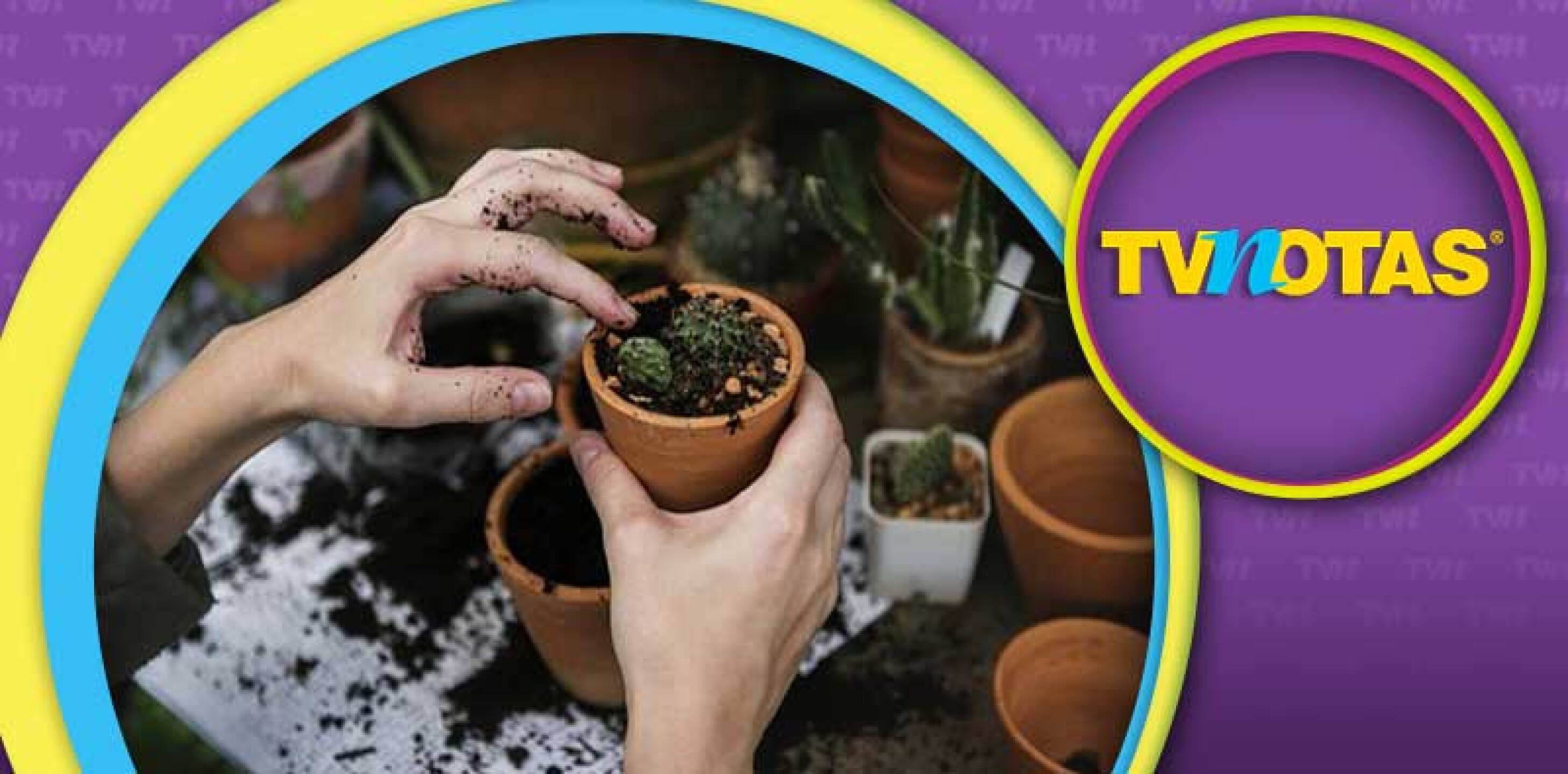 plantas.jpg