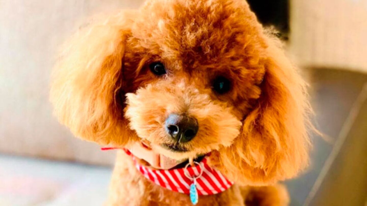 perrito camina en dos patas en video