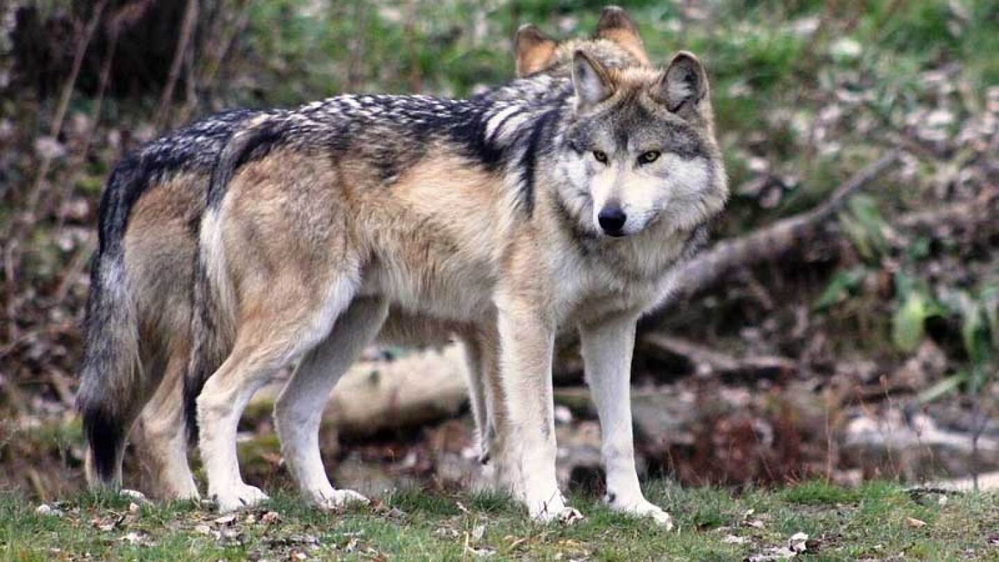 Nacen lobos mexicanos