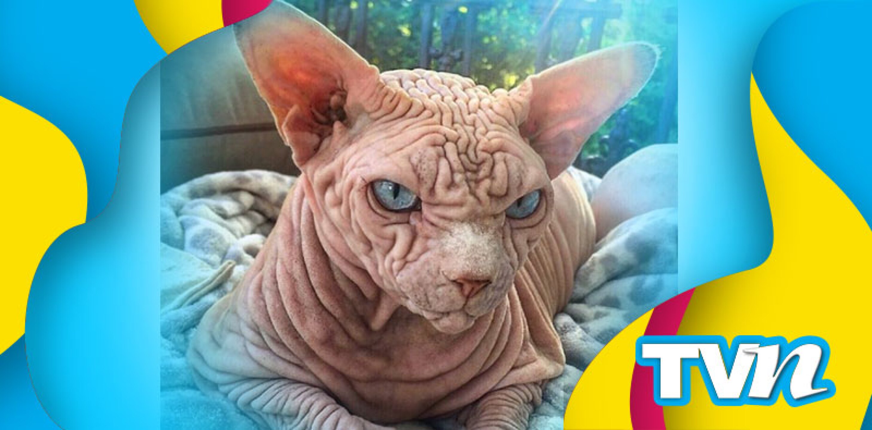 gato Xherdan arrugado