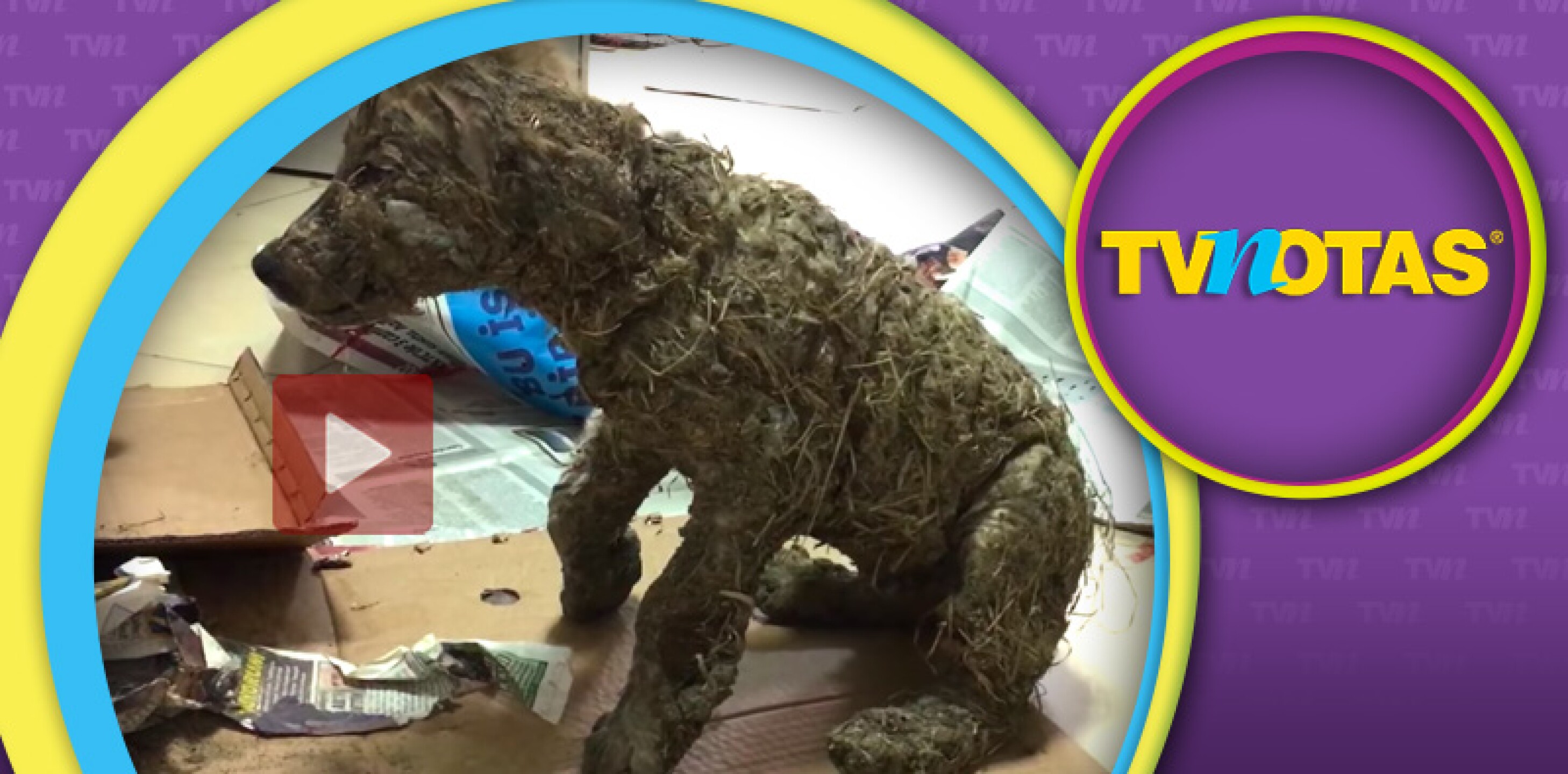 Perrito atacado por niños queda inmóvil luego de ser bañado en pegamento.