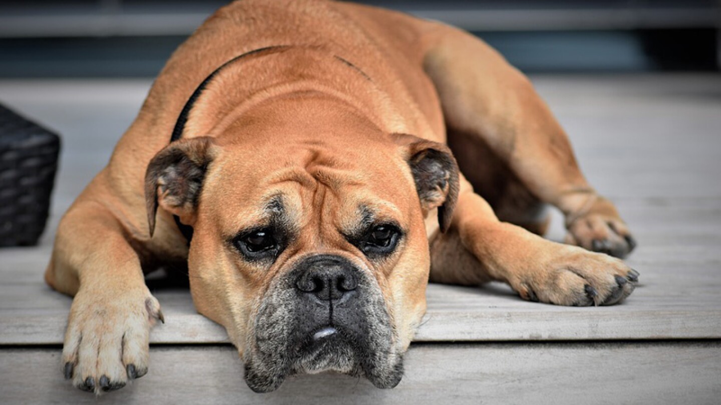 Perros Venezuela.