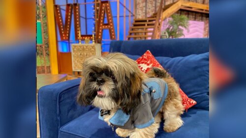 Venga la alegría bruno