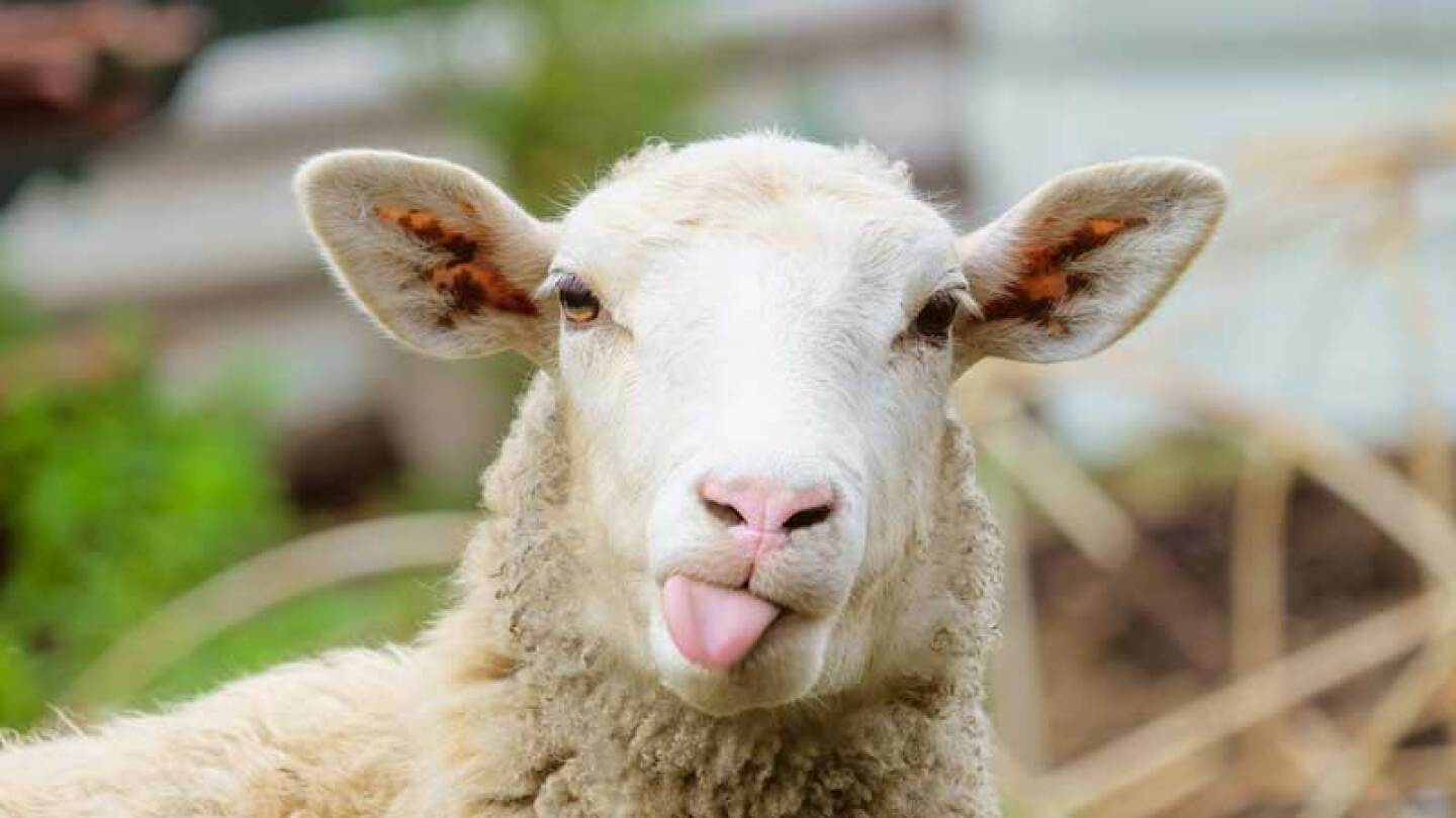El animal resbaló por una montaña.
