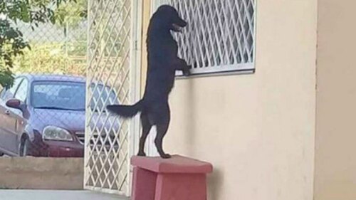 El canino esperó a su dueño afuera del salón hasta que terminaron las clases