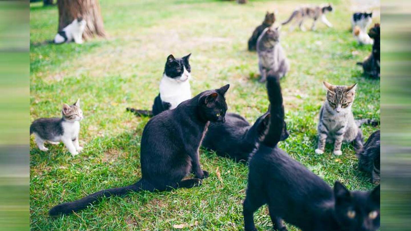 Acusan a hombre por maltrato animal