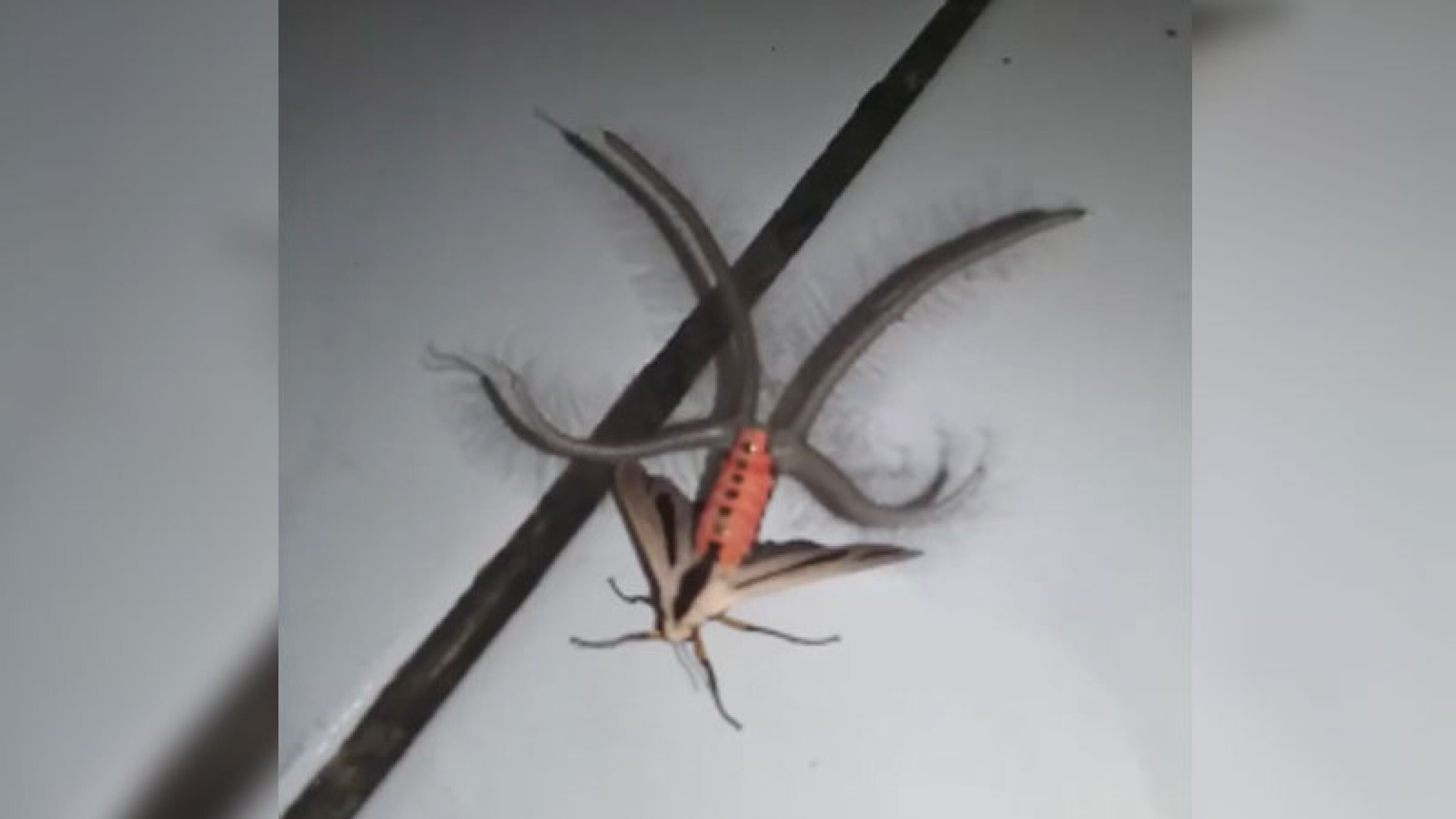 ¡Insecto “diabólico” aterroriza las redes con su macabro aspecto!