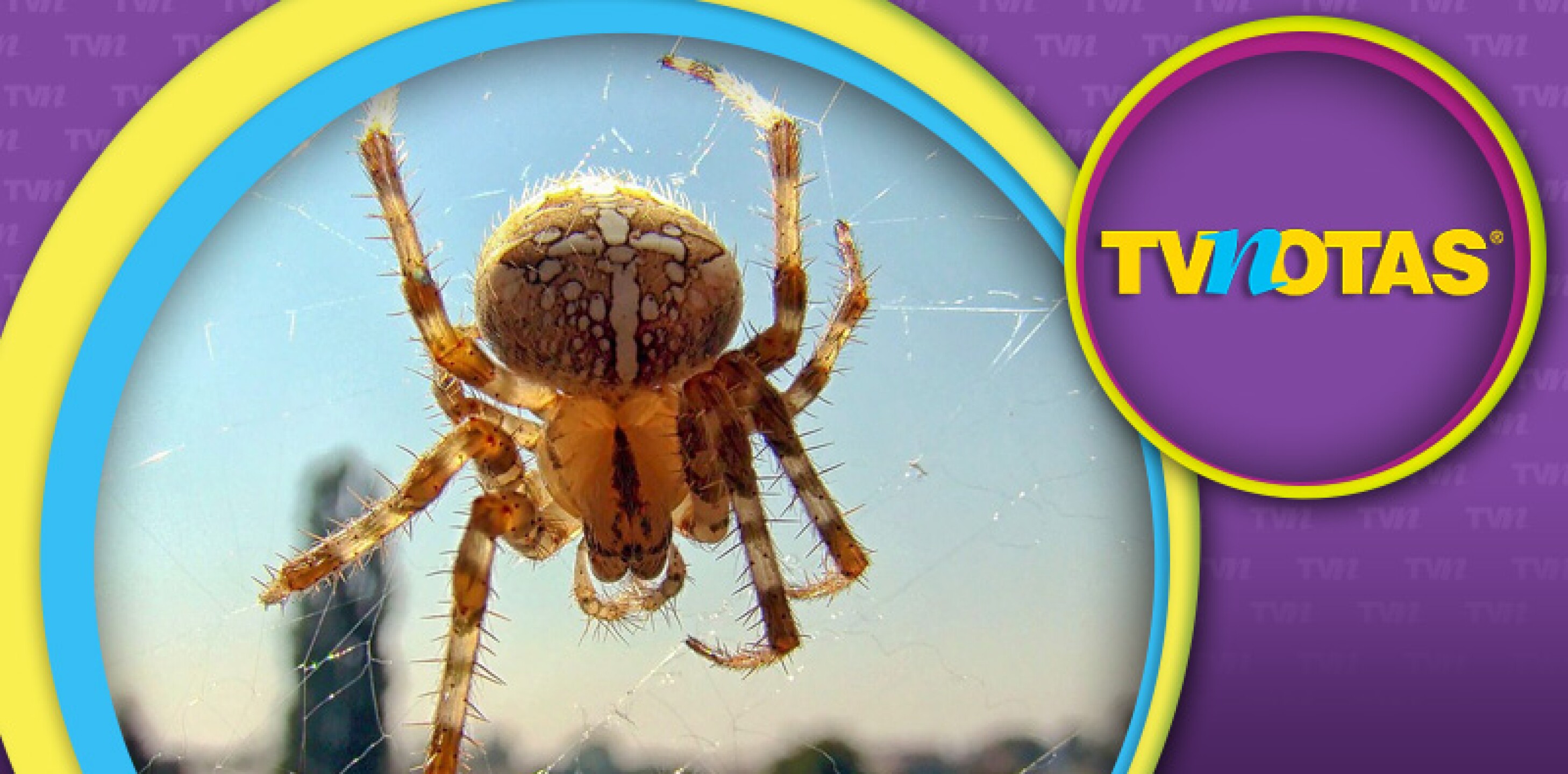 Pica araña a famosa cantante y le deja un agujero en el rostro.